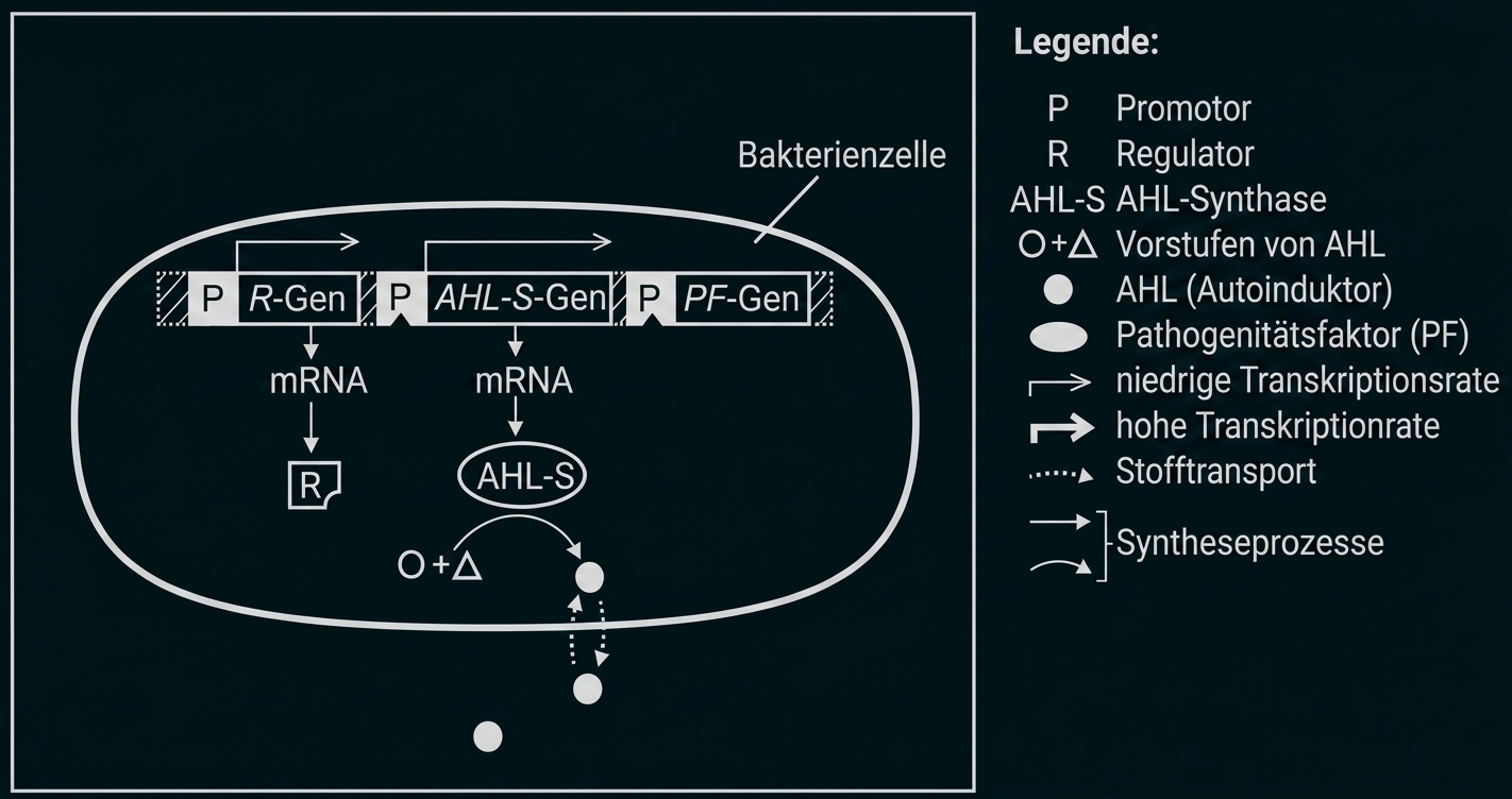 Schema einer Bakterienzelle mit Genregulation und AHL-Signalstoff